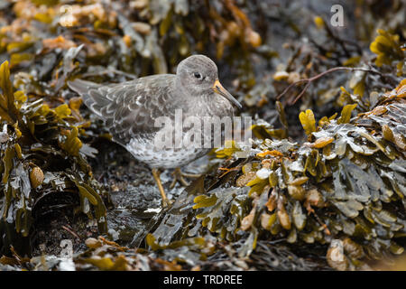 Bécasseau violet (Calidris maritima), la recherche de nourriture dans les algues, vue de côté, l'Islande Banque D'Images