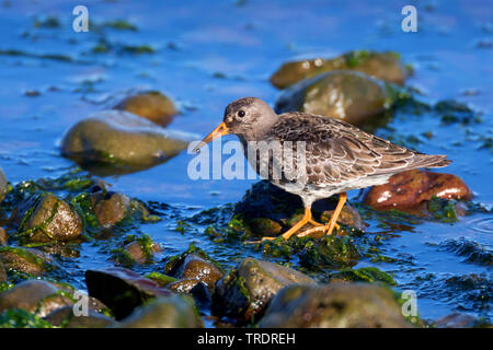 Bécasseau violet (Calidris maritima), de recherche de nourriture au bord de l'eau, vue de côté, l'Islande Banque D'Images