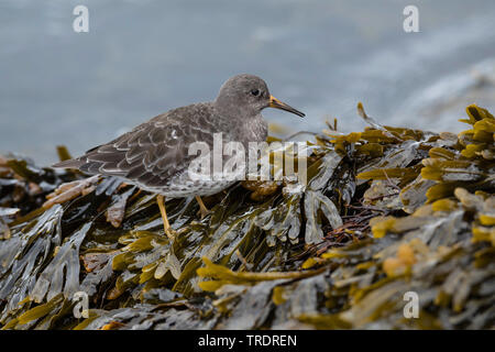 Bécasseau violet (Calidris maritima), la recherche de nourriture dans les algues, vue de côté, l'Islande Banque D'Images