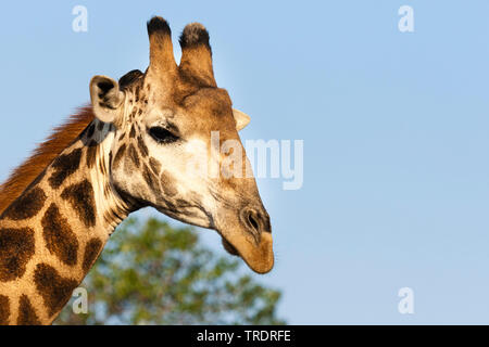 Cape Girafe (Giraffa camelopardalis giraffa, Giraffa giraffa), portrait, side view, Afrique du Sud, Mpumalanga, Kruger National Park Banque D'Images