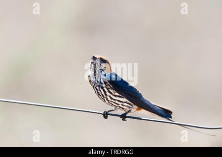 Moindre Striped Swallow (Hirundo abyssinica), perché sur un fil, side view, Afrique du Sud, Mpumalanga, Kruger National Park Banque D'Images