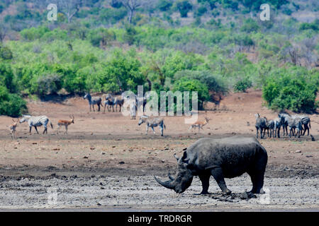 Le rhinocéros noir, accro-lipped rhinoceros, parcourir rhinoceros (Diceros bicornis), à une piscine de boue, Afrique du Sud, Mpumalanga, Kruger National Park Banque D'Images