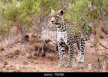 Leopard (Panthera pardus), debout dans un arbuste, Afrique du Sud, Mpumalanga, Kruger National Park Banque D'Images