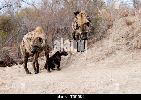 L'Hyène tachetée (Crocuta crocuta), l'hyène famille, Afrique du Sud, Mpumalanga, Kruger National Park Banque D'Images