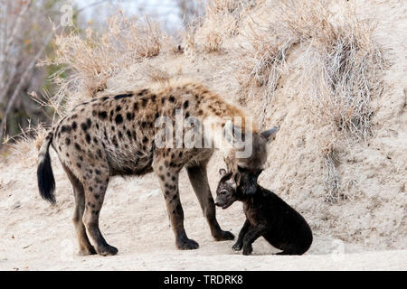 L'Hyène tachetée (Crocuta crocuta), femme décrochant son jeune animal , Afrique du Sud, Mpumalanga, Kruger National Park Banque D'Images