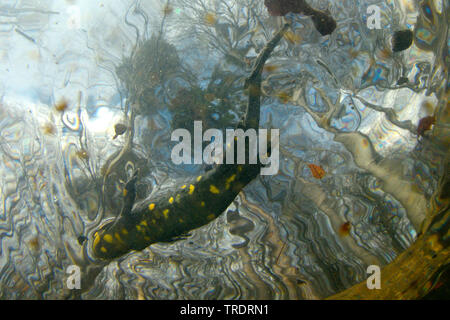 Salamandre terrestre européen (Salamandra salamandra), Fire salamander natation dans piscine des forêts, Hongrie Banque D'Images