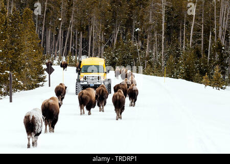 American bison, Bison (Bison bison), troupeau marchant à côté d'un véhicule de piste couverte de neige dans le Parc National de Yellowstone, Wyoming, USA, le Parc National de Yellowstone Banque D'Images