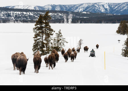 American bison, Bison (Bison bison), troupeau de marcher à côté d'un scooter de neige dans le Parc National de Yellowstone, Wyoming, USA, le Parc National de Yellowstone Banque D'Images