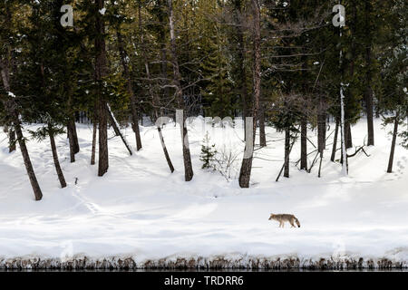 Le coyote (Canis latrans), marcher le long d'une rivière dans la neige, vue latérale, USA, Wyoming, Yellowstone National Park Banque D'Images