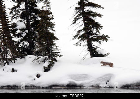 Lynx roux (Lynx rufus), la traque dans la neige, vue latérale, USA, Wyoming, Yellowstone National Park Banque D'Images