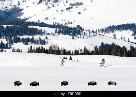 American bison, Bison (Bison bison), balades à travers le troupeau de neige Parc National de Yellowstone, Wyoming, USA, le Parc National de Yellowstone Banque D'Images