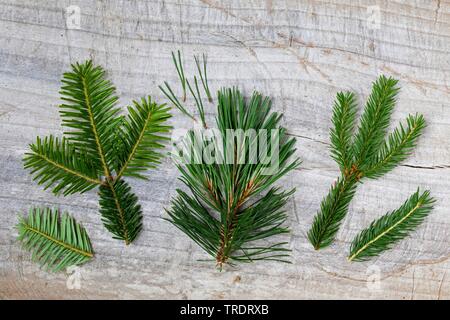 Comparaison des sapin, épicéa et pin Banque D'Images