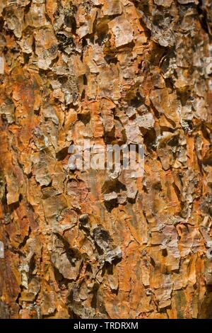 Pin sylvestre, le pin sylvestre (Pinus sylvestris), l'écorce d'un jeune arbre, Allemagne Banque D'Images