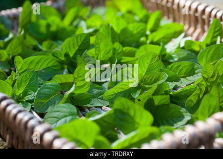 L'eau sauvage, Eau de menthe, menthe menthe (Mentha aquatica, cheval), les feuilles sont séchées pour le thé, Allemagne Banque D'Images