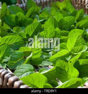 L'eau sauvage, Eau de menthe, menthe menthe (Mentha aquatica, cheval), les feuilles sont séchées pour le thé, Allemagne Banque D'Images