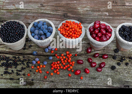 Les fruits sauvages en pots : prunellier sureau, baies, baies rowan tree cherry en cornaline, fruits de bois et de mûres, Allemagne Banque D'Images