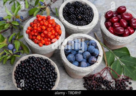 Les fruits sauvages en pots : prunellier sureau, baies, baies rowan tree cherry en cornaline, fruits de bois et de mûres, Allemagne Banque D'Images