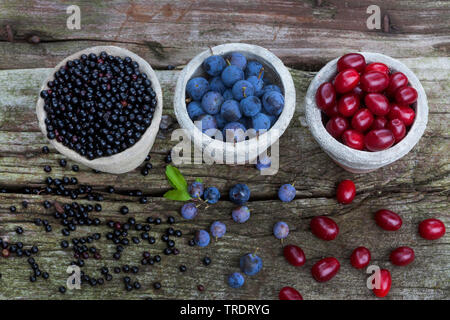 Les fruits sauvages en pots : prunellier sureau et baies, fruits de bois de cerisier en cornaline, Allemagne Banque D'Images