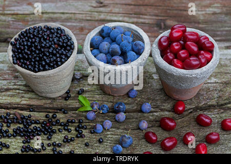 Les fruits sauvages en pots : prunellier sureau et baies, fruits de bois de cerisier en cornaline, Allemagne Banque D'Images