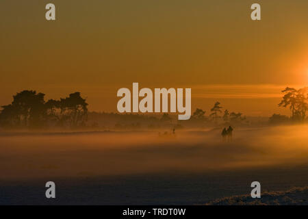 La lande au lever du soleil, aux Pays-Bas, le Parc national Hoge Veluwe Banque D'Images