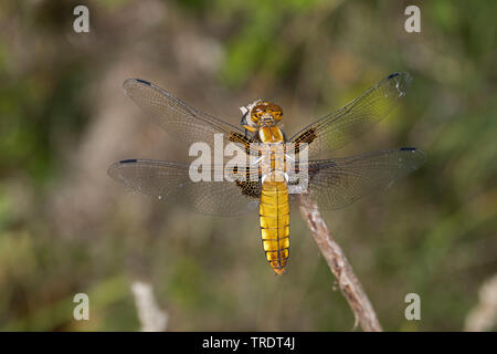À corps large, Broadbodied Chaser Chaser chaser corsé, Large (Libellula depressa), Femme, Allemagne Banque D'Images