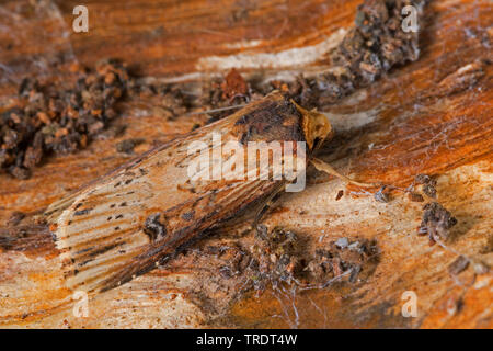 Axylia putris (flamme, Agrotis putris, Rhyacia putris), assis sur le bois, Allemagne Banque D'Images