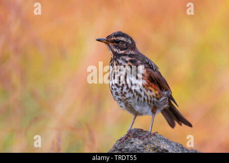 Redwing (Turdus iliacus), assis sur une pierre, l'Islande Banque D'Images