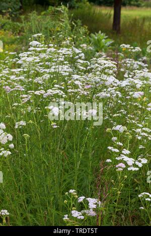 Achillée millefeuille, Achillea millefolium achillée (commune), la floraison, Allemagne Banque D'Images