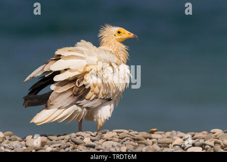 Percnoptère (Neophron percnopterus, Neophron percnopterus percnopterus), sur le terrain, de l'Oman Banque D'Images