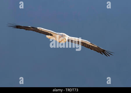 Percnoptère (Neophron percnopterus, Neophron percnopterus percnopterus), voler, Oman Banque D'Images