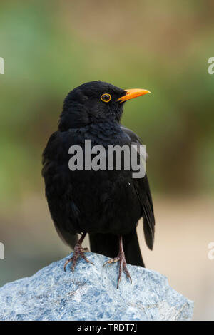 Blackbird (Turdus merula), homme sur une pierre, Allemagne Banque D'Images