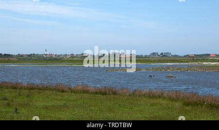 Zone de reproduction et de repos de Petten, Pays-Bas, Texel Banque D'Images