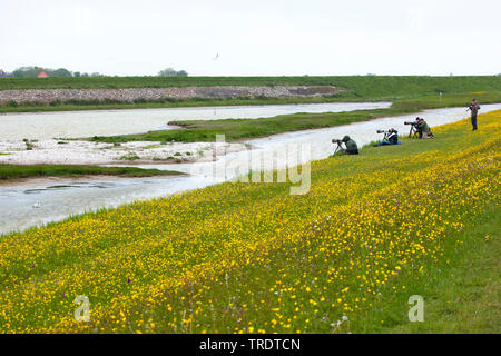 Photographes sur Texel, Pays-Bas, Texel Banque D'Images