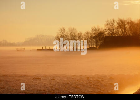 Les pâturages dans la brume du matin en hiver, Pays-Bas Banque D'Images