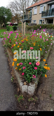 Jardin Mexicain, cosmos (Cosmos bipinnatus) Aster, mélange coloré de fleurs d'été à la frontière de la rue, Pays-Bas Banque D'Images