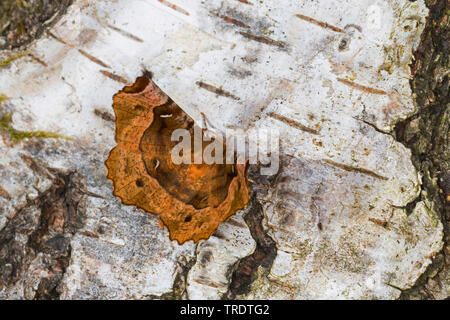 Épine pourpre, Lunar Thorn (Selenia tetralunaria), assis sur une écorce de bouleau, vue de dessus, Allemagne Banque D'Images