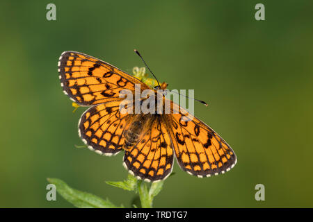 Heath fritillary (Melitaea athalia Mellicta athalia,), assis sur un oranger, vue de dessus, Allemagne Banque D'Images