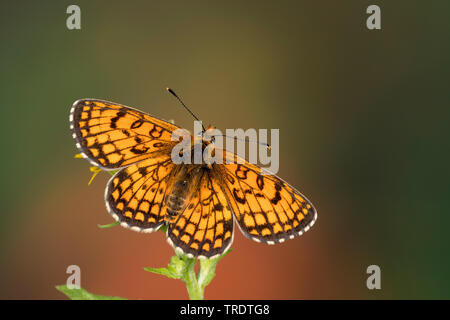 Heath fritillary (Melitaea athalia Mellicta athalia,), assis sur un oranger, vue de dessus, Allemagne Banque D'Images