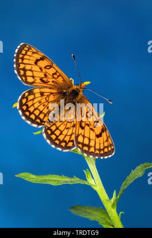 Heath fritillary (Melitaea athalia Mellicta athalia,), assis sur un oranger, vue de dessus, Allemagne Banque D'Images