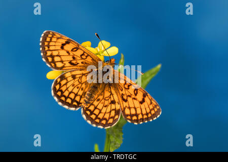 Heath fritillary (Melitaea athalia Mellicta athalia,), assis sur un oranger, vue de dessus, Allemagne Banque D'Images