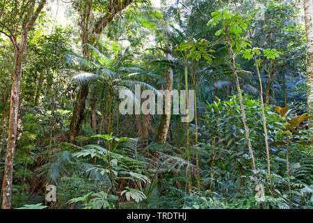Cherry-throated tanager (Nemosia rourei), la Forêt Tropicale Atlantique, Brésil Banque D'Images