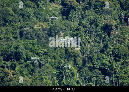 Forêt, le Brésil, le Parc National d'Itatiaia Banque D'Images