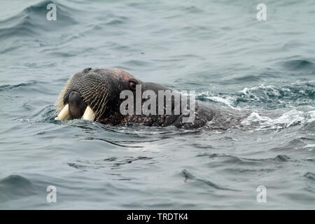 Le morse (Odobenus rosmarus), natation le morse, vue de côté, la Norvège, Svalbard Banque D'Images