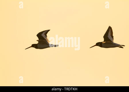 Paléarctique de Sibérie huîtrier pie (Haematopus ostralegus longipes, Haematopus longipes), voler, Oman Banque D'Images