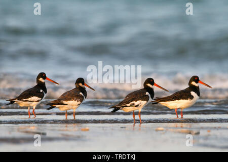 Paléarctique de Sibérie huîtrier pie (Haematopus ostralegus longipes, Haematopus longipes), groupe se nourrissent dans les eaux peu profondes, side view, Oman Banque D'Images