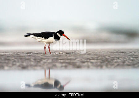 Paléarctique de Sibérie huîtrier pie (Haematopus ostralegus longipes, Haematopus longipes), l'alimentation en eau peu profonde, vue latérale, Oman Banque D'Images