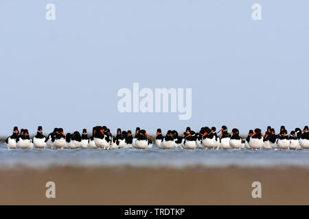 Palaearctic huîtrier pie (Haematopus ostralegus), troupeau, dans la boue, Allemagne Banque D'Images