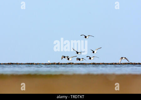 Palaearctic huîtrier pie (Haematopus ostralegus), troup en vol au dessus de l'eau peu profonde, Allemagne Banque D'Images