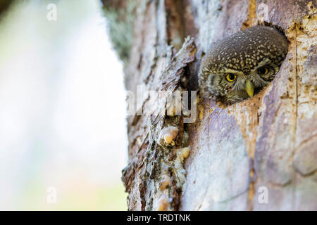 Chouette naine eurasien (Glaucidium passerinum, Glaucidium passerinum passerinum), femme à la recherche d'un trou d'arbre, vue avant, Allemagne Banque D'Images