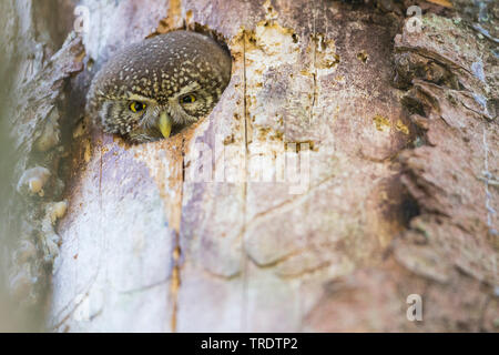 Chouette naine eurasien (Glaucidium passerinum, Glaucidium passerinum passerinum), femme à la recherche d'un trou d'arbre, vue avant, Allemagne Banque D'Images